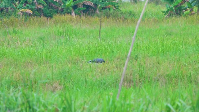 lesser adjutant stork, adjutant (Leptoptilos javanicus) tropical wetland habitats. Borneo