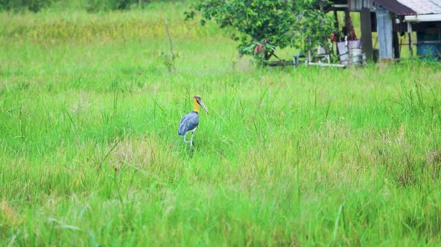 lesser adjutant stork, adjutant (Leptoptilos javanicus) tropical wetland habitats. Borneo