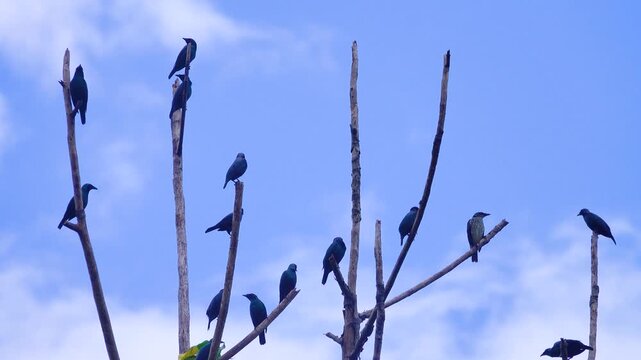 Glossy Starling (Aplonis sp, Sturnidae) in tropical forest. Borneo