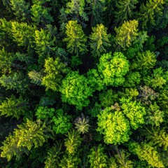 Fototapeta premium Aerial View of Lush Green Forest Canopy with Diverse Tree Species and Sunlight