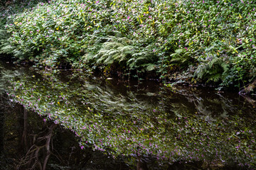Dense riverside growth of flowering plants and ferns with their reflection in the calm surface of a canal, forming a natural mirrored scene