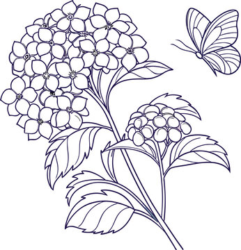 Elegant hydrangea cluster with delicate butterfly line art illustration