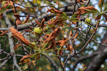 Kasztan w zielonej łupinie na drzewie jesienią