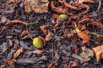 Kasztan wśród jesiennych liści na ziemi
