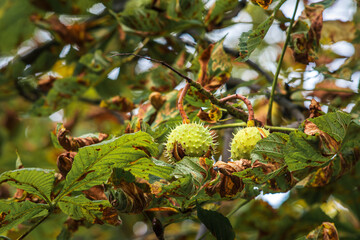Kasztan w zielonej łupinie na drzewie jesienią