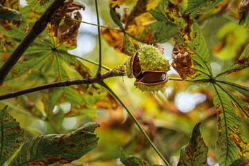 Kasztan w zielonej łupinie na drzewie jesienią