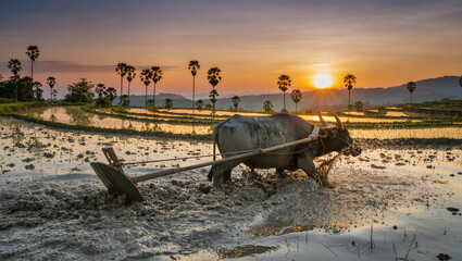 AI Generated: Buffalo Working Hard in Rice Field
A hyper-realistic cinematic wide shot of a muddy buffalo pulling a heavy wooden plow through flooded paddy fields at dawn. Its powerful body strains fo