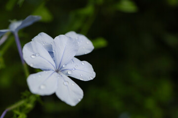 暗めの背景、雫のついた白い花