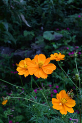 暗い背景、雫のついたオレンジ色の花