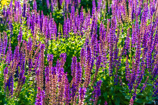 Fototapeta Purple sage in bloom in summertime