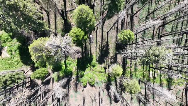 Top Down Aerial View of Large Forest with Pine Trees, And Mountain Community