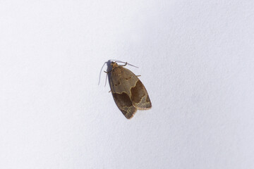Banded Ivy Tortrix (Clepsis dumicolana). Tribe Archipini. Subfamily Tortricinae. Family tortrix moths, leafrollers (Tortricidae). On a white paper. September, Netherlands.