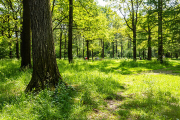 view of green meadow with benches in grove of park
