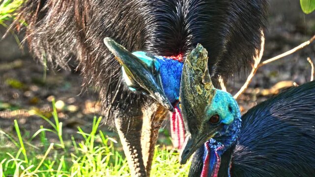 Southern Cassowary (Casuarius casuarius) also known as double-wattled cassowary, Australian cassowary, or two-wattled cassowary.The male engages in priming behavior toward the female