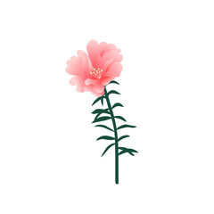  Pink Flower  hand drawn illustration