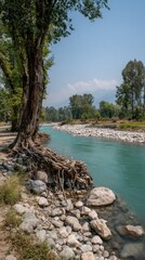 Tranquil river scene with a large tree and its exposed roots along the bank, showcasing a vibrant turquoise river and rocky shoreline under a clear blue sky.