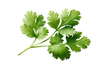 Fresh green cilantro leaf isolated on black background, cut out