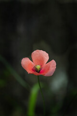 ピンクの小さなナガミヒナゲシ