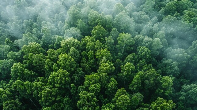 A top view of a large group of trees in the forest. - Powered by Adobe