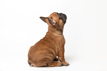cute funny ginger french bulldog puppy sitting isolated on white background looking at the camera with place for text and copy space. funny animals concept