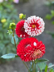 Vibrant red and white flowers bloom in a botanical garden showcasing nature's beauty and diversity