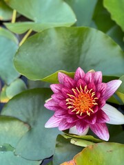 Vibrant water lily blooming amidst the lush greenery of the botanical garden on a sunny day