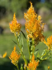 Vibrant orange flowers bloom under the warm sun in a serene botanical garden setting