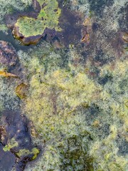 Exploring the vibrant ecosystem in a botanical garden filled with diverse aquatic life and lush greenery