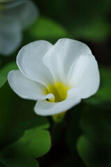 白いフヨウカタバミ