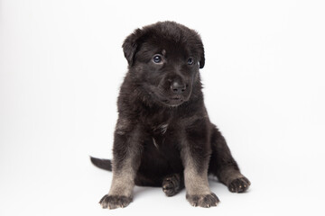  portrait funny cute german shepherd dog puppy looking up. cute dog studio shot on isolated white background with copy space