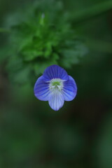 野に咲くオオイヌノフグリ