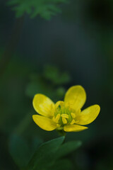 黄色いキンポウゲ