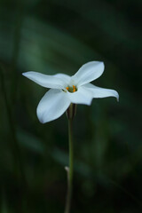 ミステリアスなハナニラ