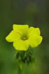 黄色いオオキバナカタバミの花