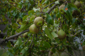 Close-up of ripe pears hanging on a tree branch with green leaves, showcasing natural growth, freshness, and organic fruit in a garden setting.