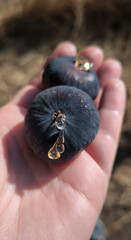  ripe black fig with nectar drops in palm.