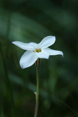 可憐なハナニラの花