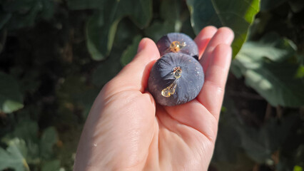 ripe black fig with nectar drops in palm.
