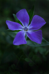 美しいツルニチニチソウ