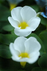 二輪咲きのフヨウカタバミ