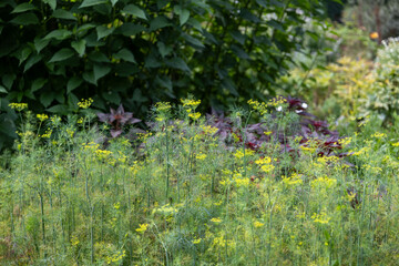 Dill plants with yellow flowering umbels growing in summer garden, symbol of herbs, organic cultivation, culinary seasoning, fresh aroma and natural agriculture