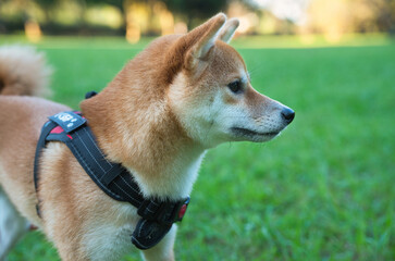 緑の草原で佇む柴犬 / Shiba Inu Standing in a Green Meadow