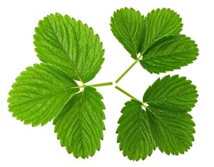 Fototapeta premium Close-up of vibrant green strawberry leaves (1)