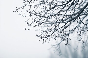 Delicate Winter Tree Branches with Frosty Buds Against a Soft Misty Background in a Serene Snowy Setting