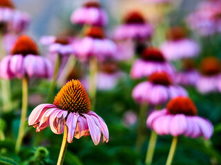 beautiful view of many purple coneflowers in a meadow