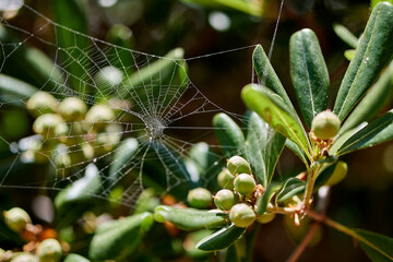 Closeup of a spider web between Japanese cheesewood plants