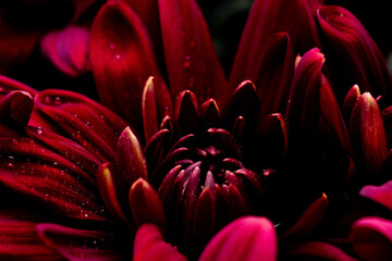 スプレー菊の赤紫色の花を黒背景でマクロ撮影09