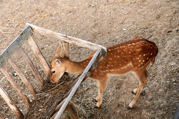 High angle shot of a cute deer eating dried grass