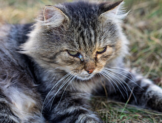 A cat with a black nose and green eyes is laying on the grass