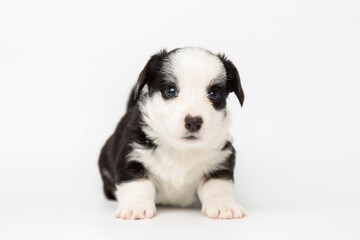Welsh Corgi Cardigan cute fluffy dog puppy. funny animals on white background with copy space